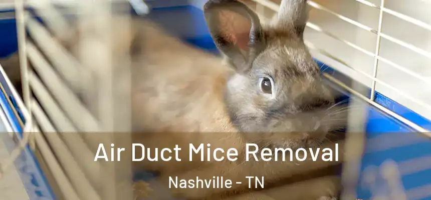 Air Duct Mice Removal Nashville - TN